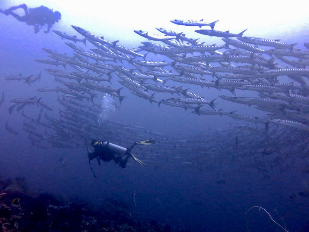 The Derawan Islands (Indonesian: Kepulauan Derawan) are in the province of East Kalimantan in Indonesia. They consist of 31 islands, most well known among these are the islands of Derawan, Maratua, Sangalaki and Kakaban. There are also numerous submerged reefs and islets. They are located in the Sulawesi Sea, on the coastal shelf of East Kalimantan (2°17′N - 118°13′E). The islands are part of the Berau Regency.